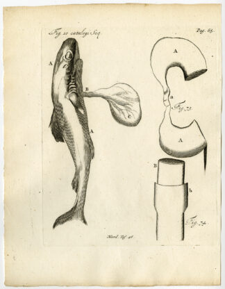 Antique Print-JEJUNUM-NARROWED-SHARK BABY-PLACENTA-Ruysch-Huyberts-1744