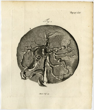 Antique Print-PLACENTA-UMBILICAL CORD-FIG 1-Ruysch-Huyberts-1744
