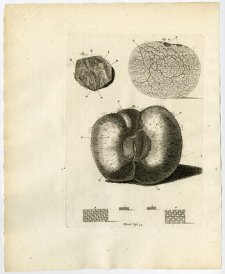 Antique Print-MALPHIGIUS-TESTES-SEPTUM-TAB 1-Ruysch-Huyberts-1744