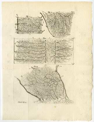 Antique Print-PERICARDIUM-PERIOSTEUM-TESTES-ARTERY-TAB 2-Ruysch-Huyberts-1744