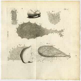 Antique Print-PERIOSTEUM-ARTERY-KNEE CAP-GALL BLADDER-TAB 5-Ruysch-Huyberts-1744