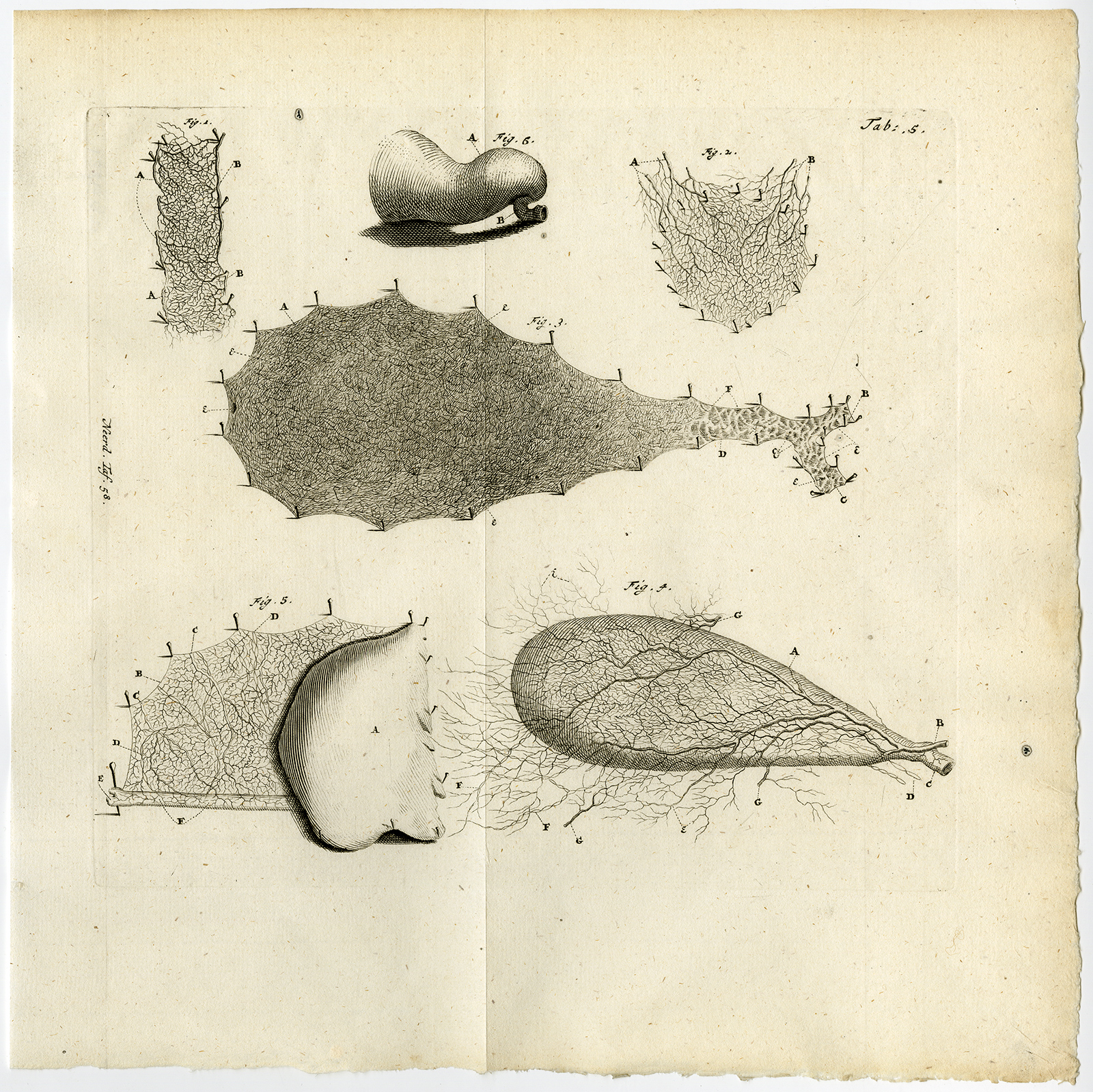 , Antique Print-PERIOSTEUM-ARTERY-KNEE CAP-GALL BLADDER-TAB 5-Ruysch-Huyberts-1744, Pictura Antique Prints