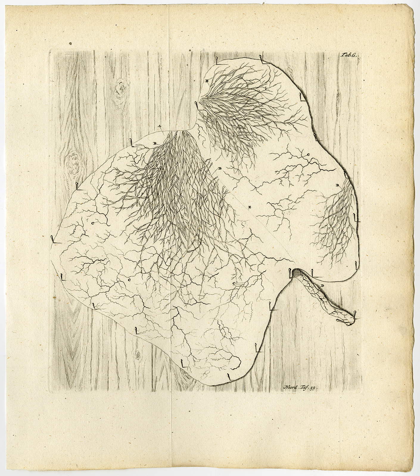 , Antique Print-LIVER-MEMBRANE-ARTERY-LYMPHATIC VESSEL-TAB 6-Ruysch-Huyberts-1744, Pictura Antique Prints