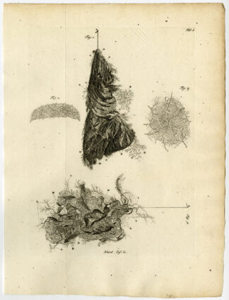 Antique Print-PIA MATER-MENINGES-INNER LAYER-Ruysch-Huyberts-1744