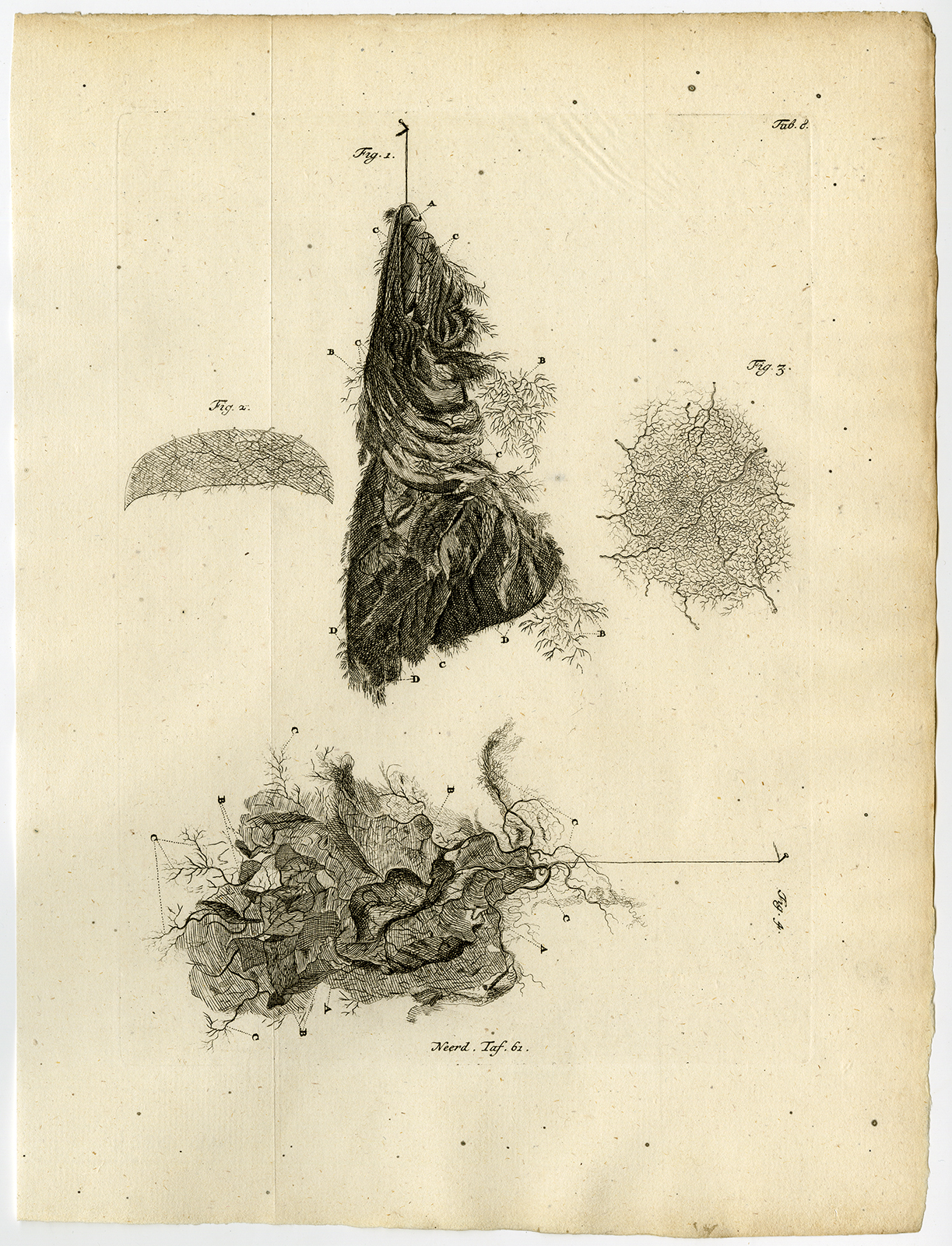 Ab9224 416x544 Antique Print-PIA MATER-MENINGES-INNER LAYER-Ruysch-Huyberts-1744