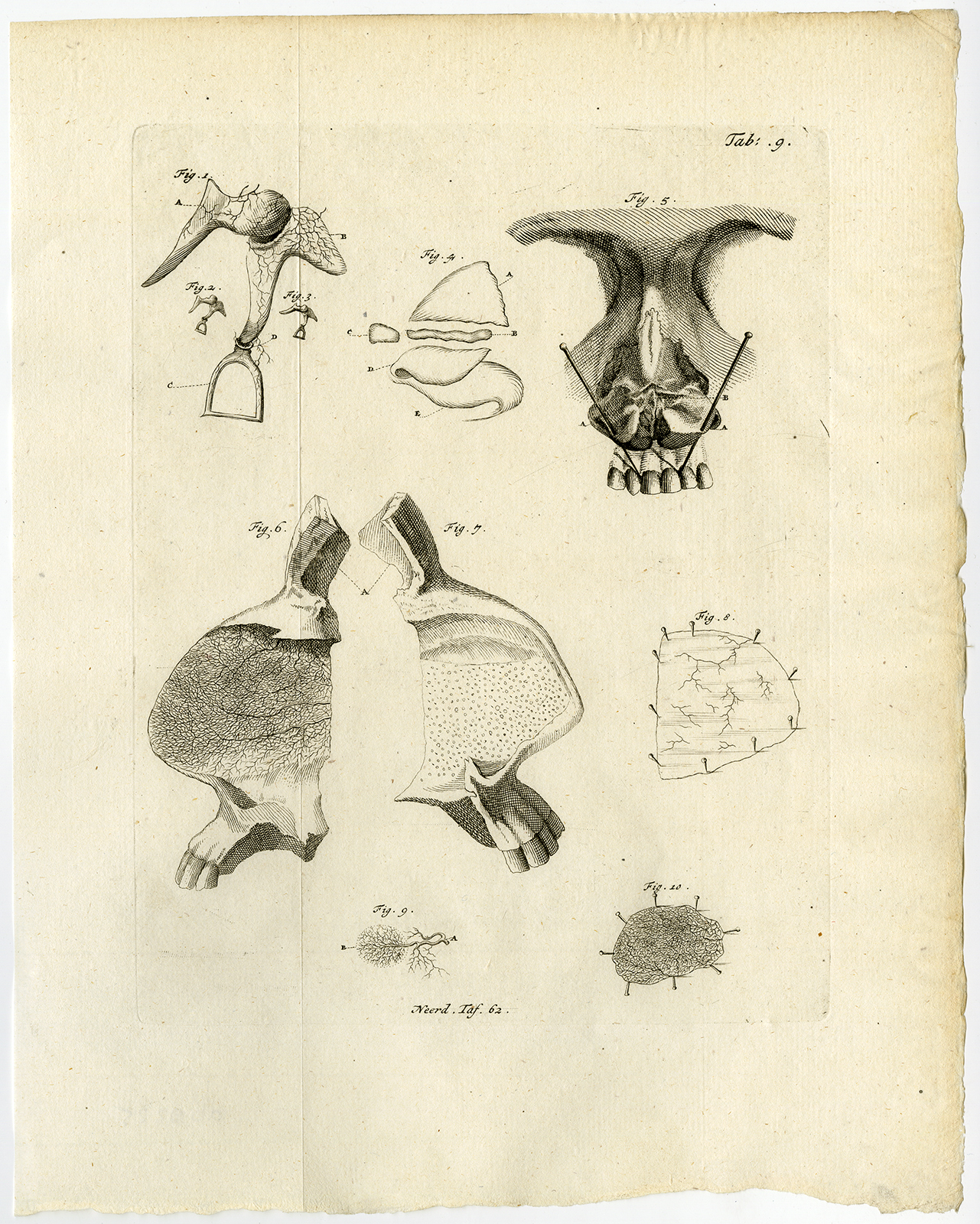 , Antique Print-EAR-BONES-EARDRUM-CARTILAGE-NOSE-TAB 9-Ruysch-Huyberts-1744, Pictura Antique Prints