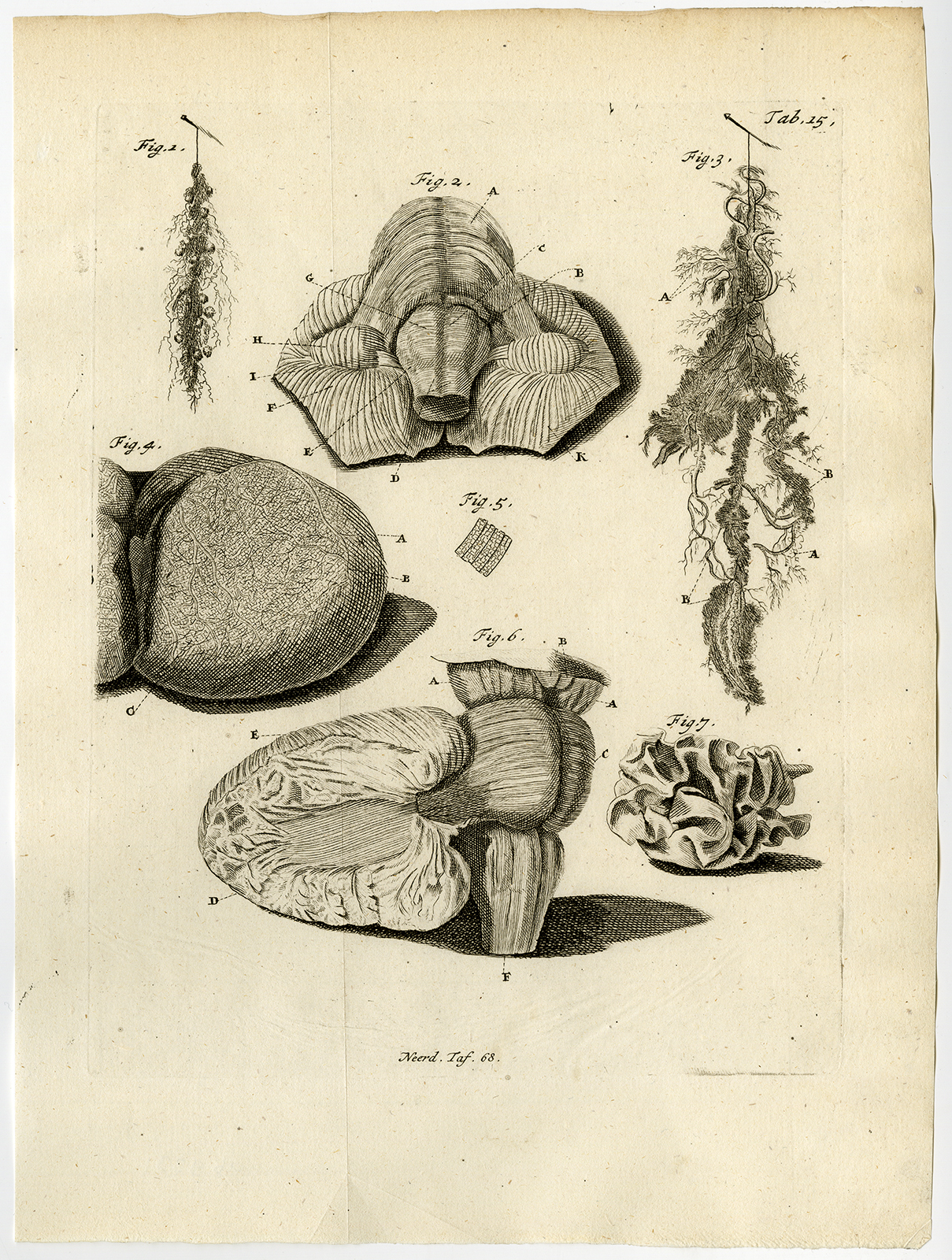 Ab9231 416x551 Antique Print-MENINGES-ARACHNOID-PIA-MATER-CEREBRUM-Ruysch-Huyberts-1744
