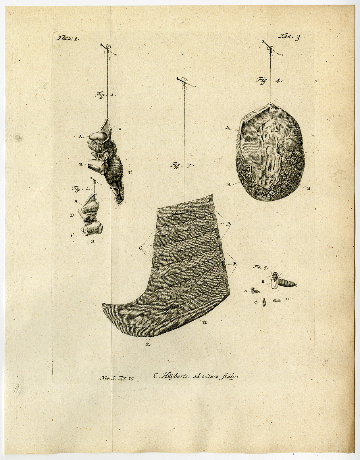, Antique Print-TEETH-DOG-OVARY-RIB-FLY-PUPAE-TAB 3-Ruysch-Huyberts-1744, Pictura Antique Prints