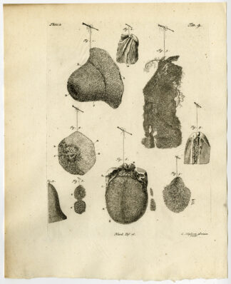 Antique Print-WHALE-BREAST-NIPPLE-TONGUE-PERIOSTEUM-TAB 4-Ruysch-Huyberts-1744