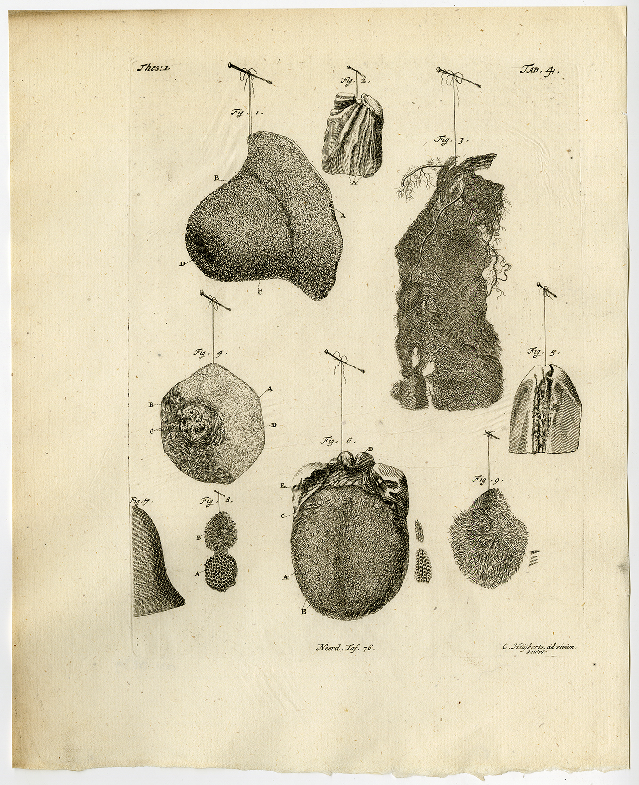 Antique Print-WHALE-BREAST-NIPPLE-TONGUE-PERIOSTEUM-TAB 4-Ruysch-Huyberts-1744