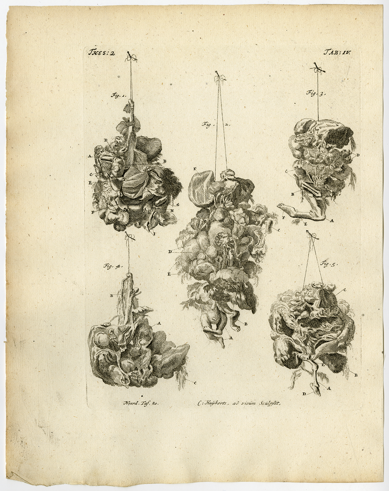 , Antique Print-ANATOMICAL DISPLAY-3 MONTH EMBRYO-Ruysch-Huyberts-1744, Pictura Antique Prints