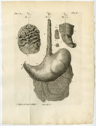 Antique Print-STOMACH-ESOPHAGUS-MUCOUS MEMBRANE-TAB 5-Ruysch-Huyberts-1744