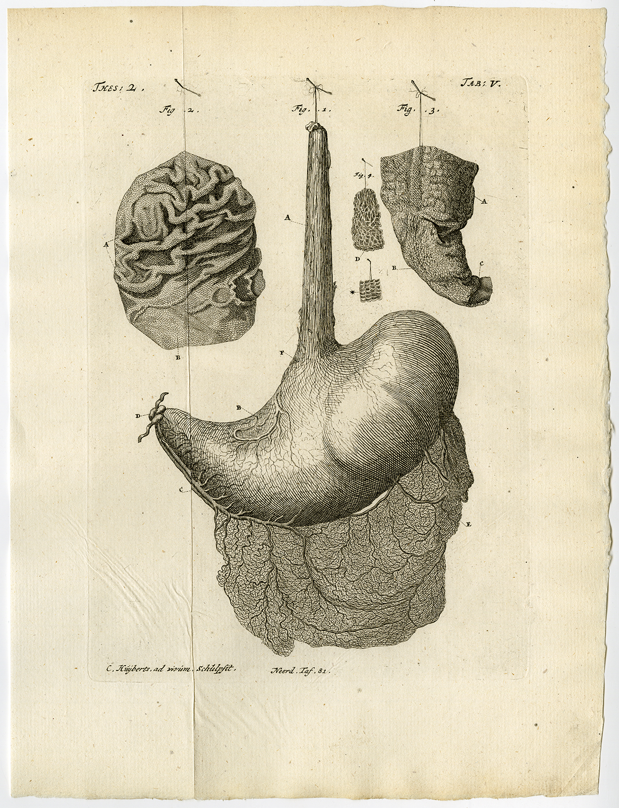 , Antique Print-STOMACH-ESOPHAGUS-MUCOUS MEMBRANE-TAB 5-Ruysch-Huyberts-1744, Pictura Antique Prints