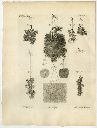 Antique Print-PORTAL-PLACENTA-HEPATIC-VEIN-HUMAN-CALF-TAB 6-Ruysch-Huyberts-1744
