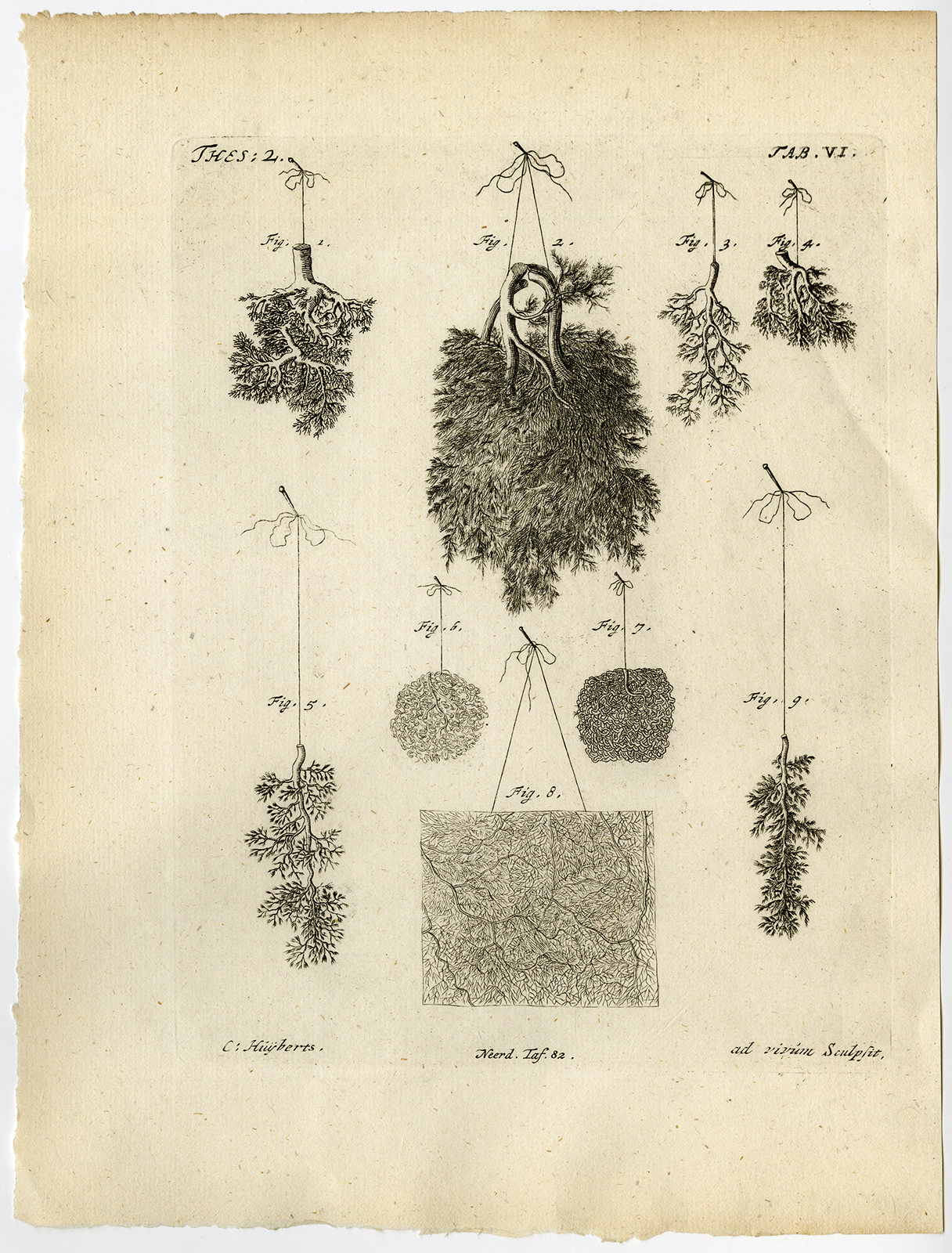 , Antique Print-PORTAL-PLACENTA-HEPATIC-VEIN-HUMAN-CALF-TAB 6-Ruysch-Huyberts-1744, Pictura Antique Prints