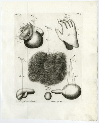 Antique Print-SKIN-HAND-PENIS-EPIDERMIS-HAIR-COLON-TAB 3-Ruysch-Huyberts-1744