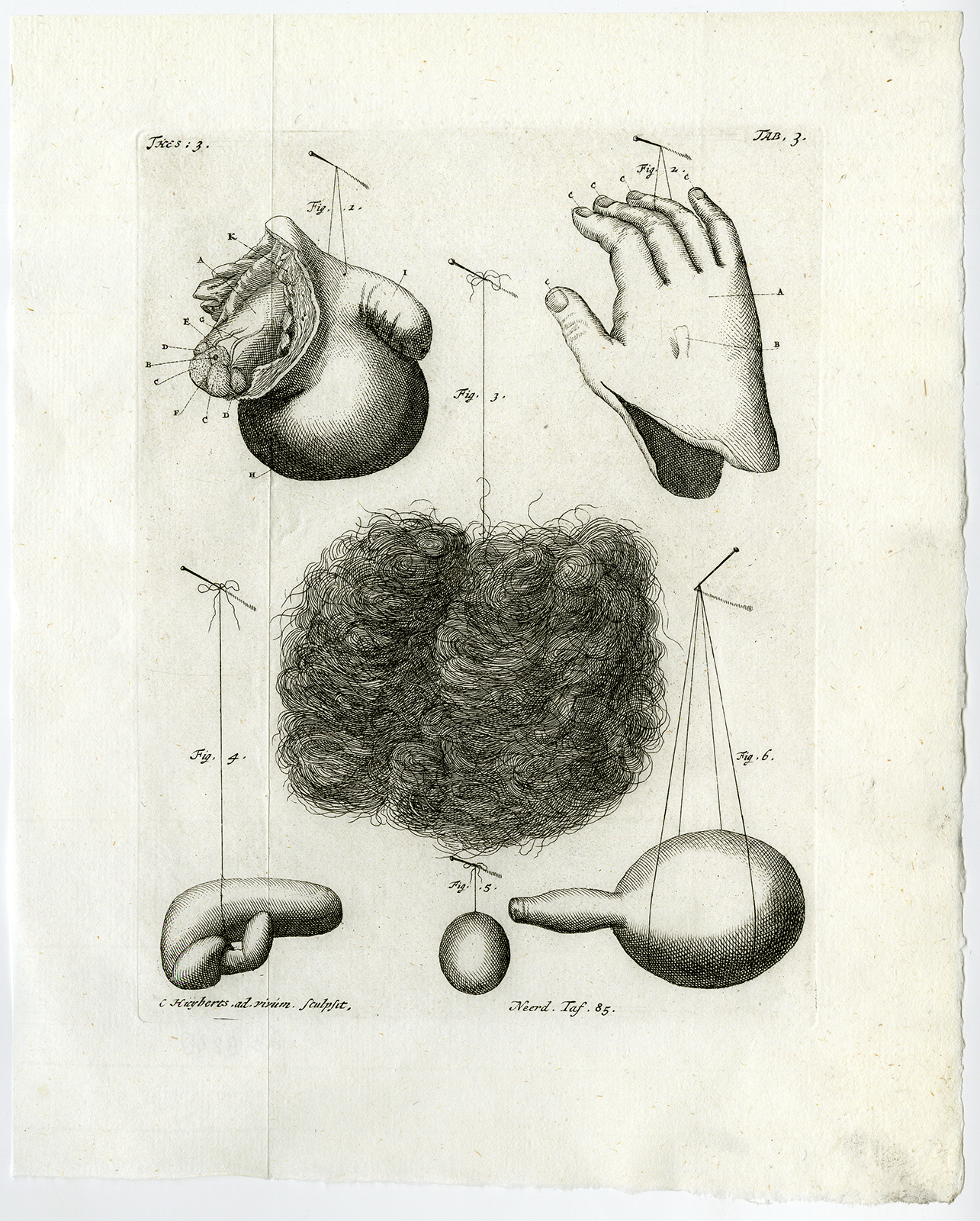 , Antique Print-SKIN-HAND-PENIS-EPIDERMIS-HAIR-COLON-TAB 3-Ruysch-Huyberts-1744, Pictura Antique Prints