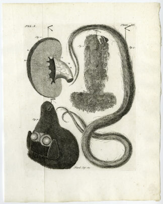 Antique Print-KIDNEY-TESTICLE-HAIR-SHEEP'S HEAD-STILLBORN-Ruysch-Huyberts-1744