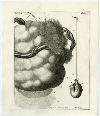 Antique Print-AFTERBIRTH-PLACENTA-HUMAN-EMBRYO-TAB 1-Ruysch-Huyberts-1744