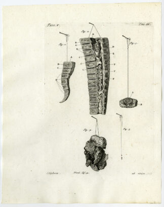 Antique Print-COCCYX-VERTEBRA-MALFORMED FOOT-PINEAL GLAND-Ruysch-Huyberts-1744
