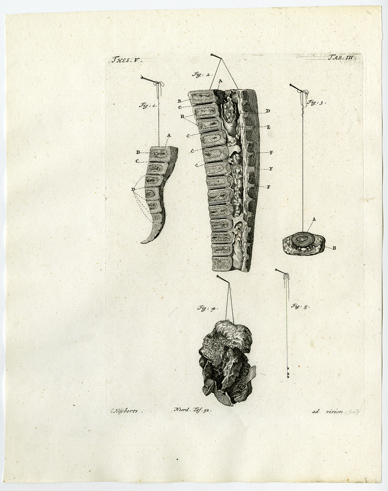, Antique Print-COCCYX-VERTEBRA-MALFORMED FOOT-PINEAL GLAND-Ruysch-Huyberts-1744, Pictura Antique Prints