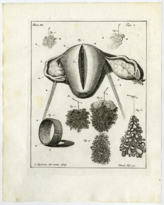 Antique Print-WOMB-OVARY-SEMEN-ILEUM-PLACENTA-TAB 5-Ruysch-Huyberts-1744