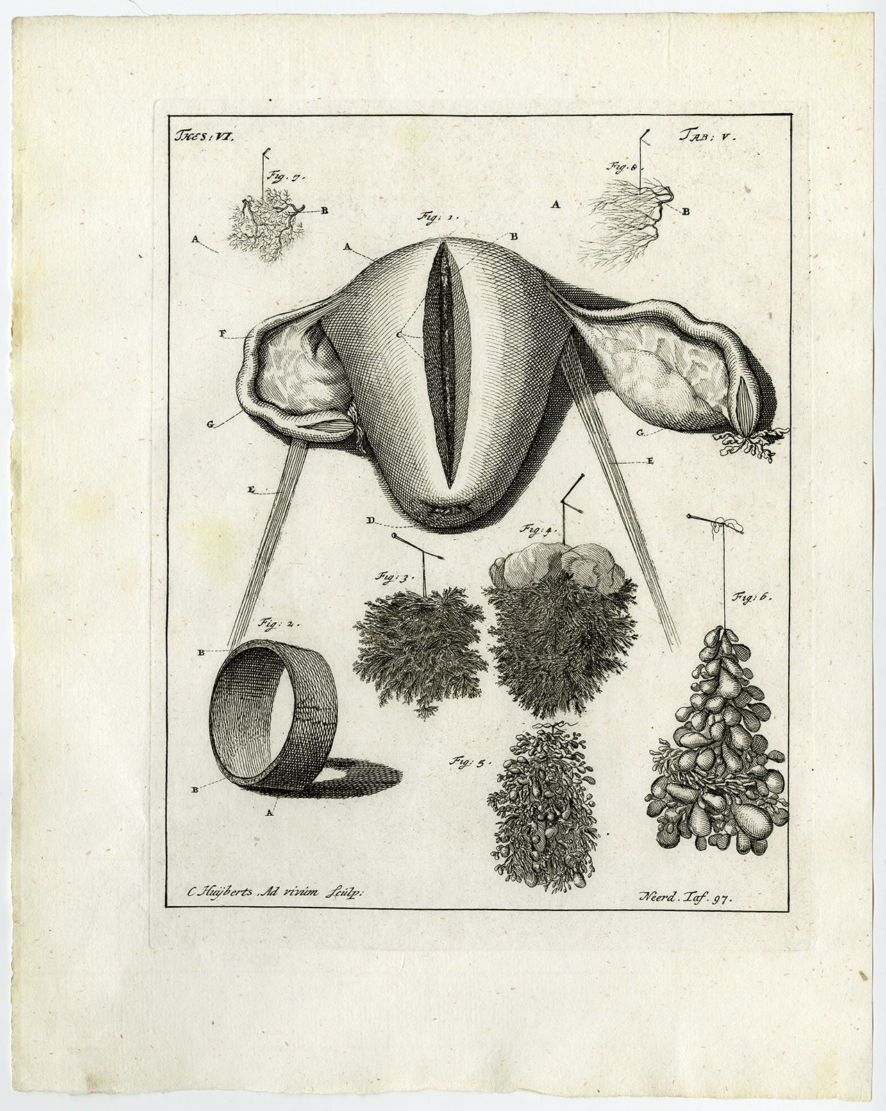 , Antique Print-WOMB-OVARY-SEMEN-ILEUM-PLACENTA-TAB 5-Ruysch-Huyberts-1744, Pictura Antique Prints