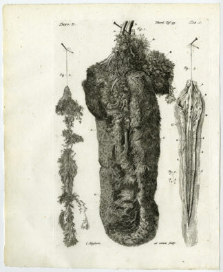 Antique Print-SPLEEN-GIANTESS-CHOROID PLEXUS-DURA MATER-Ruysch-Huyberts-1744