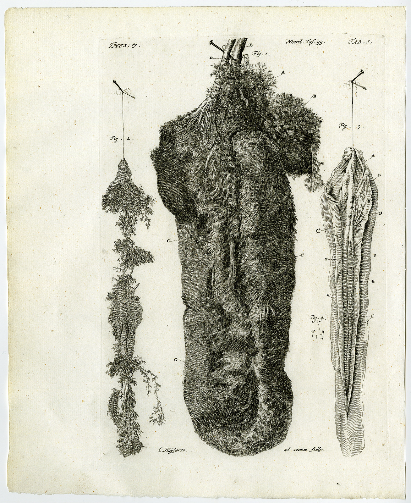 , Antique Print-SPLEEN-GIANTESS-CHOROID PLEXUS-DURA MATER-Ruysch-Huyberts-1744, Pictura Antique Prints