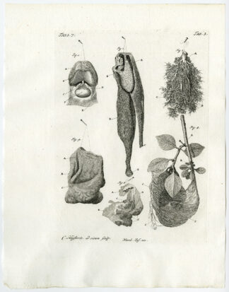 Antique Print-FEMUR-LIGAMENT-KNEECAP-TRACHEA-VENOUS PLEXUS-Ruysch-Huyberts-1744