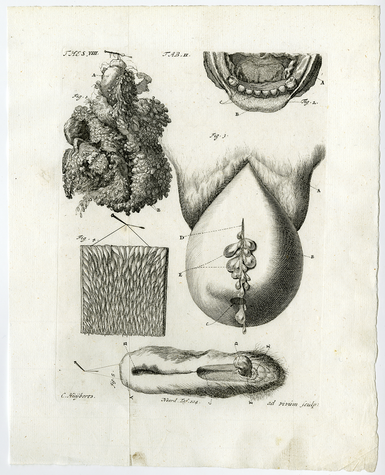 Ab9267 416x512 Antique Print-HERMAPHRODITE SHEEP-WOMB-JAW-UTERINE PROLAPSE-Ruysch-Huyberts-1744