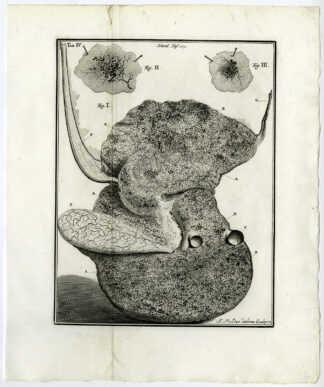 Antique Print-LIVER-CHILD-HUMAN-MEMBRANE-Ruysch-Muder-1744
