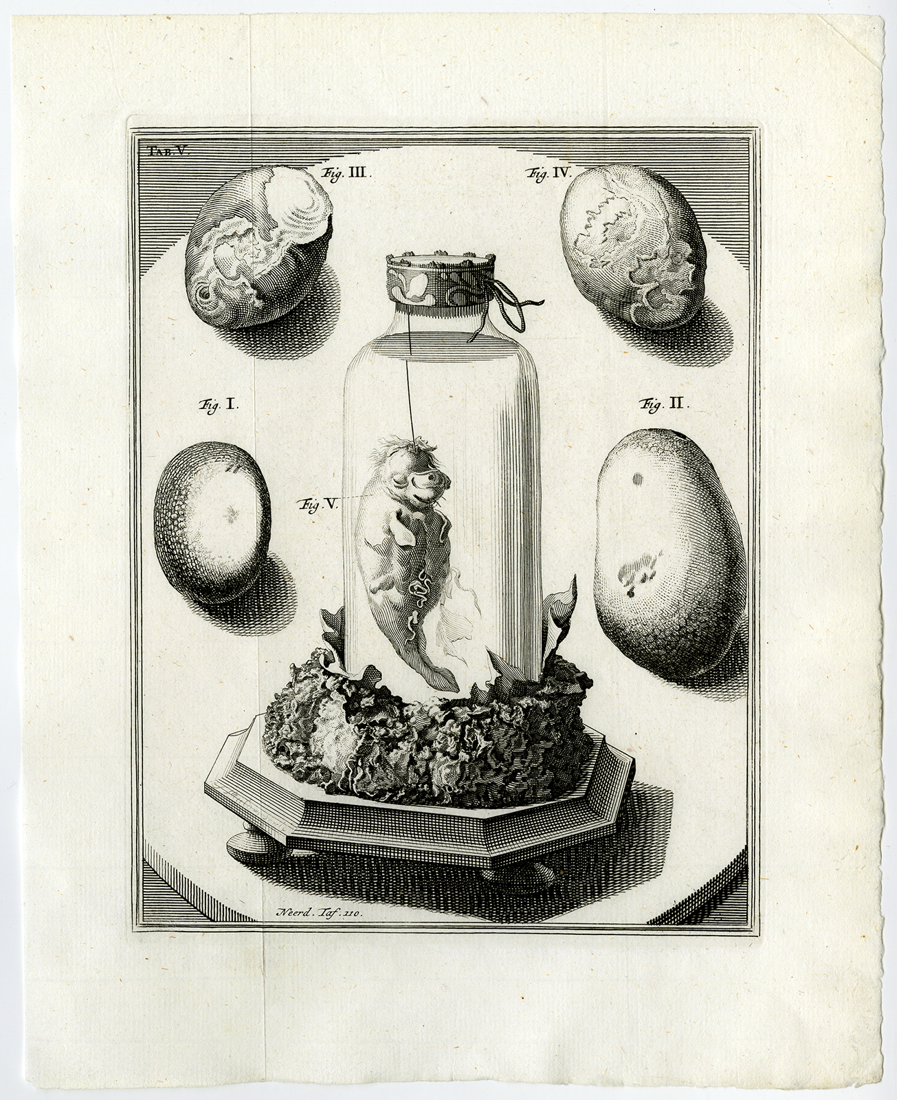 , Antique Print-KIDNEY STONE-GALL-UNBORN MANATEE-SEA UNICORN-Ruysch-Huyberts-1744, Pictura Antique Prints