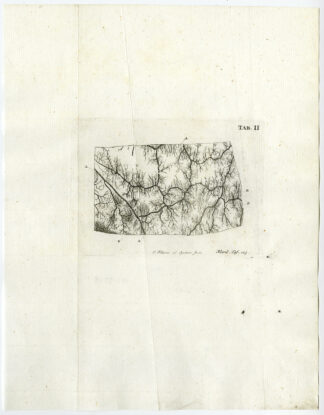Antique Print-CALF-CHORION LAEVE-Ruysch-Folkema-1744