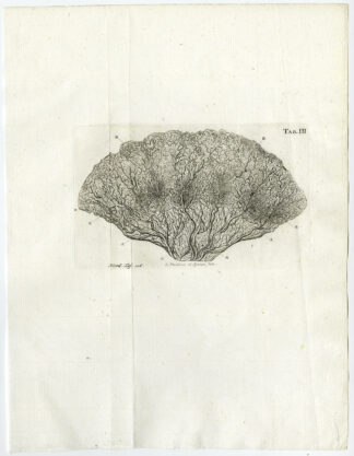 Antique Print-JEJUNUM-SMALL INTESTINE-HUMAN-Ruysch-Wandelaar-1744