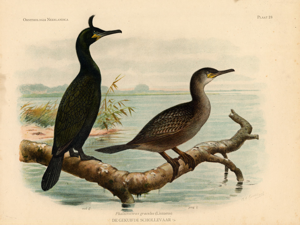 , Antique Print-COMMON SHAG-SHAG-BIRDS-Van Oort-1922, Pictura Antique Prints