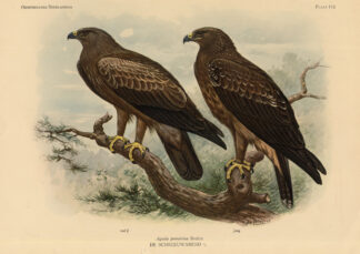 Antique Print-LESSER SPOTTED EAGLE-BIRDS-Van Oort-1922