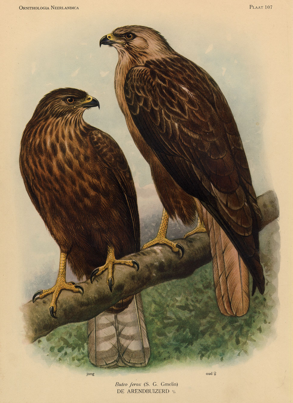 , Antique Print-LONG LEGGED BUZZARD-BIRDS-Van Oort-1922, Pictura Antique Prints