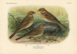 Antique Print-CORN BUNTING-BIRDS-Van Oort-1922