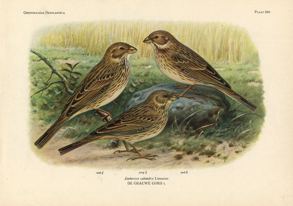 , Antique Print-CORN BUNTING-BIRDS-Van Oort-1922, Pictura Antique Prints