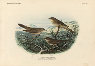 Antique Print-GRASSHOPPER WARBLER-BIRDS-Van Oort-1922