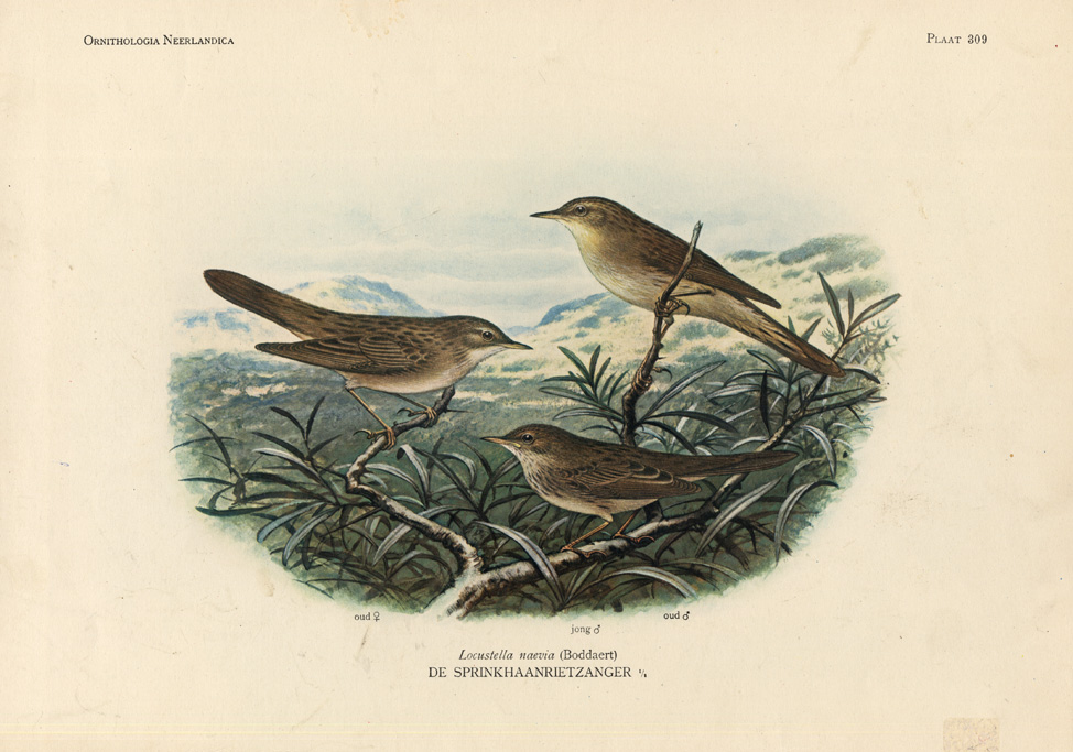 , Antique Print-GRASSHOPPER WARBLER-BIRDS-Van Oort-1922, Pictura Antique Prints