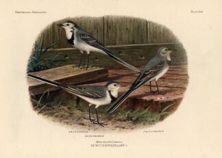 Antique Print-WHITE WAGTAIL-BIRDS-Van Oort-1922