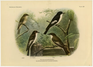 Antique Print-SPOTTED FLYCATCHER-BIRDS-Van Oort-1922