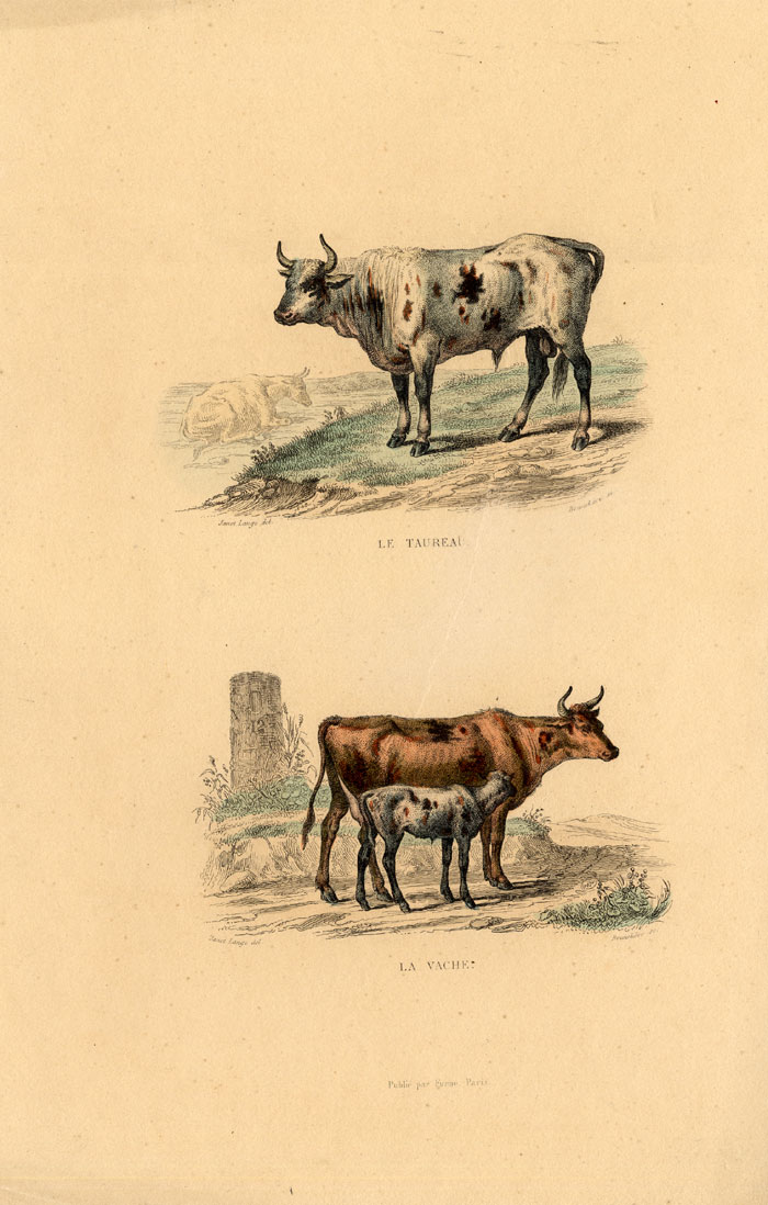 , Antique Print-COW-STEER-BOS TAURUS-Buffon-1839, Pictura Antique Prints