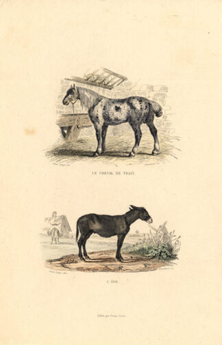 Antique Print-HORSE-DRAFT HORSE-DONKEY-Buffon-1839