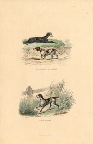 Antique Print-WEIMARANER-BASSET-SIGHTHOUND-Buffon-1839