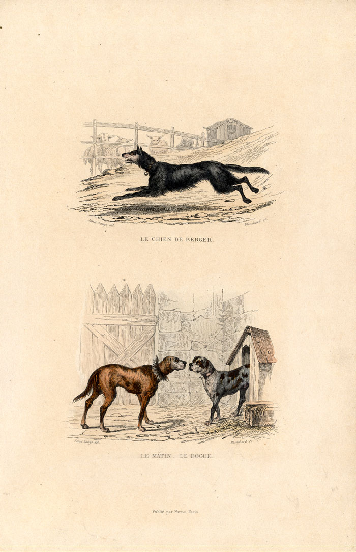 , Antique Print-HERDING DOG-MASTIFF-DANE-Buffon-1839, Pictura Antique Prints