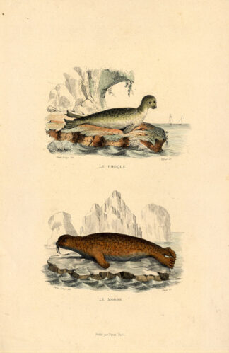 Antique Print-SEAL-WALRUS-ODOBENUS ROSMARUS-Buffon-1839