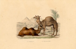 Antique Print-CAMEL-DROMEDARY-PYRAMID-EGYPT-Buffon-1839